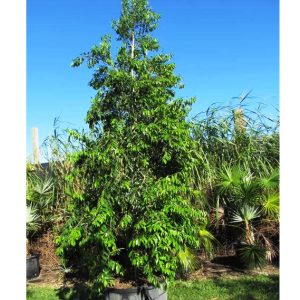 Krugs Holly (Krug's)