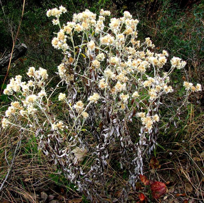Rabbit Tobacco (Sweet Everlasting)