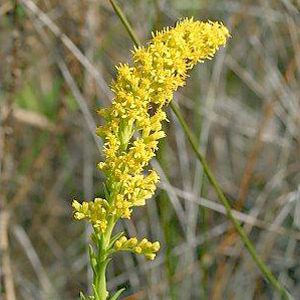 Slender Goldenrod (Wand)