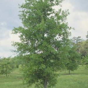 Bluejack Oak