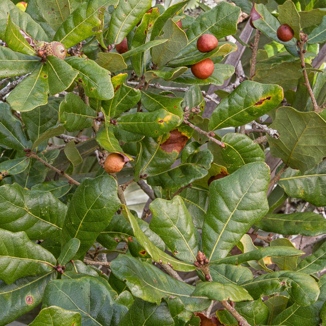 Chapman's Oak (Chapman)
