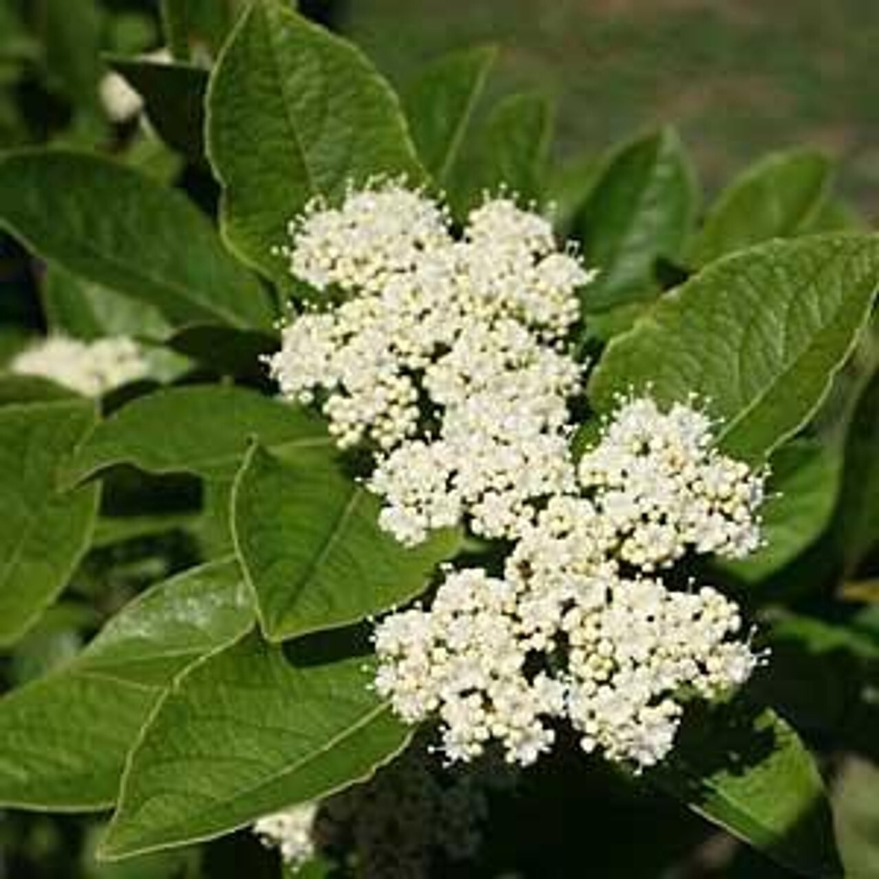 Possum Haw (Viburnum)
