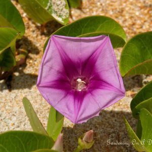 Railroad Vine
