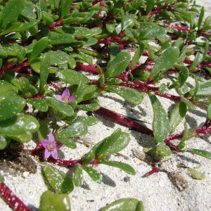 Sea Purslane