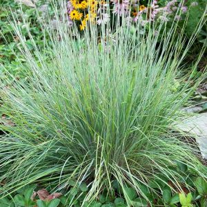 Little Bluestem (Schizachyrium scoparium)