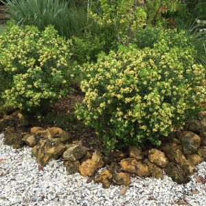 Dwarf Saltbush