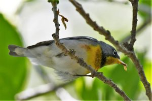 Caterpillar Connoisseurs: The Role of Caterpillars For Birds