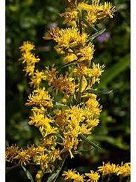 Leavenworth's Goldenrod