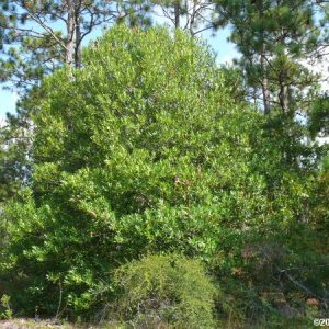 Wild Olive