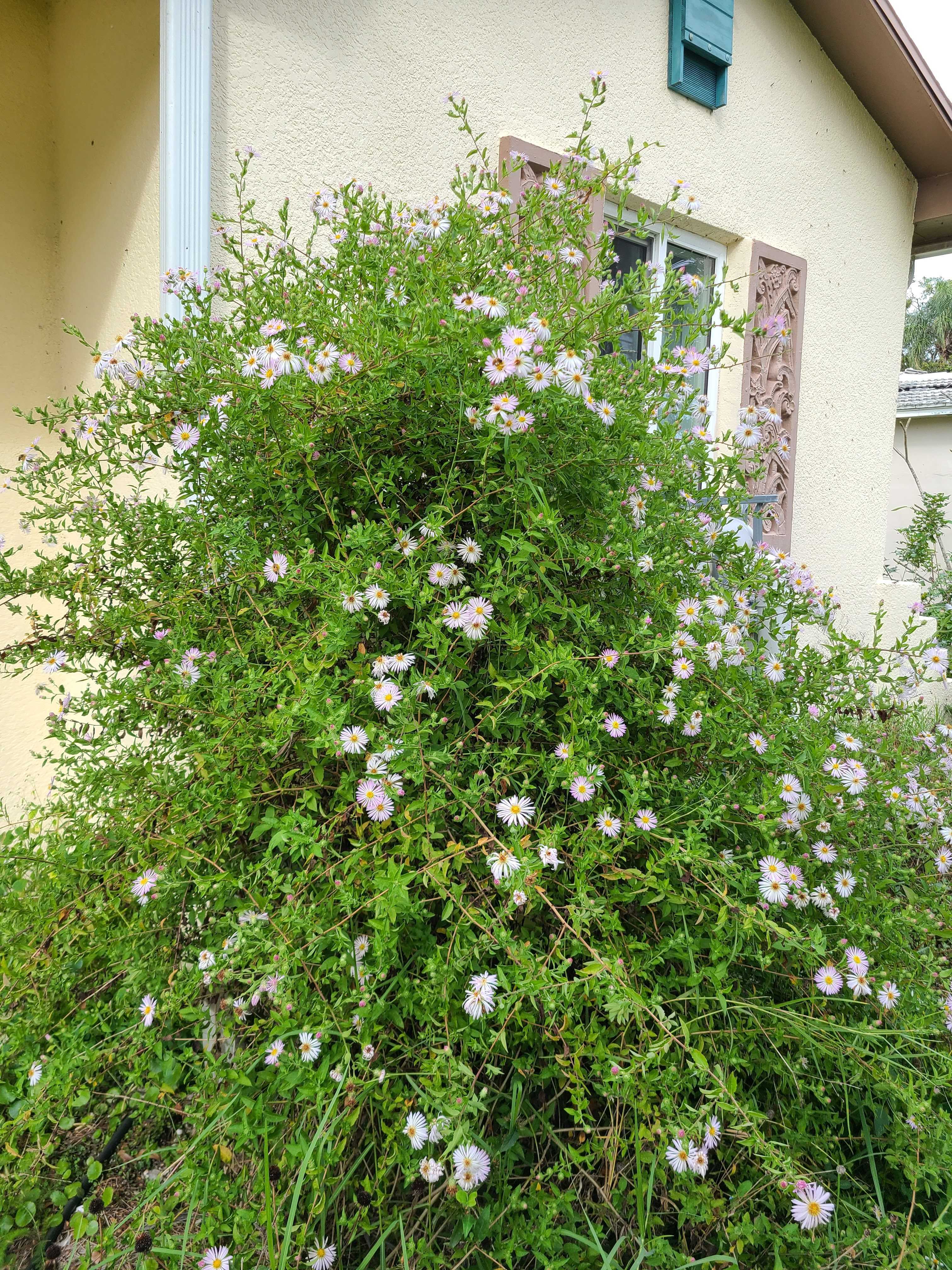 What to plant this month:
