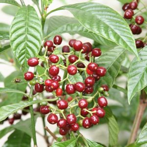 Dwarf Shiny Coffee