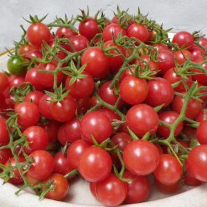Everglades Tomato
