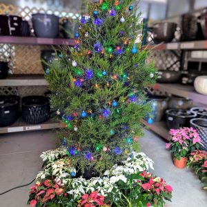 Southern Red Cedar