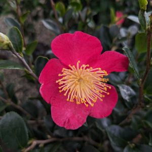 Sasanqua Camellia