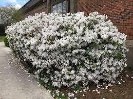 Azalea