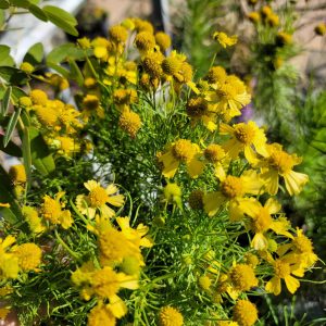 Spanish Daisy (Sneezeweed)