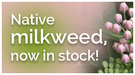 Native milkweed, now in stock!