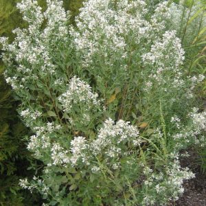 Saltbush 