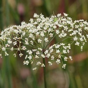Water Cowbane