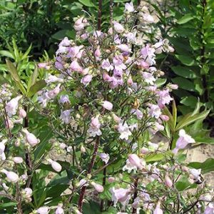 Pink Beardtongue