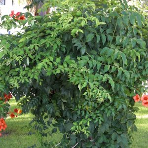 Trumpet Creeper