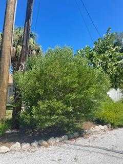 Silverling Salt Bush