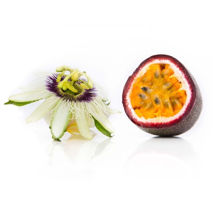 Frederick Edible Passionvine