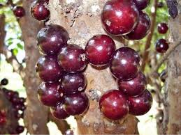Jabuticaba (Jaboticaba)