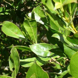 Green Buttonwood