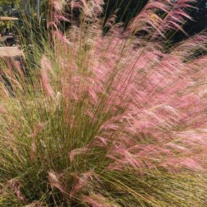 Pink Muhly Grass