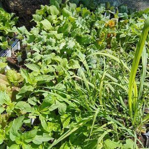 Vegetables (Online Listing Only)