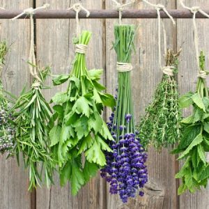 Herbs and Flowers Southern Exposure Seeds