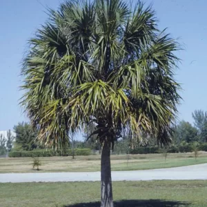 Regenerated Cabbage Palm (Sabal Palm)