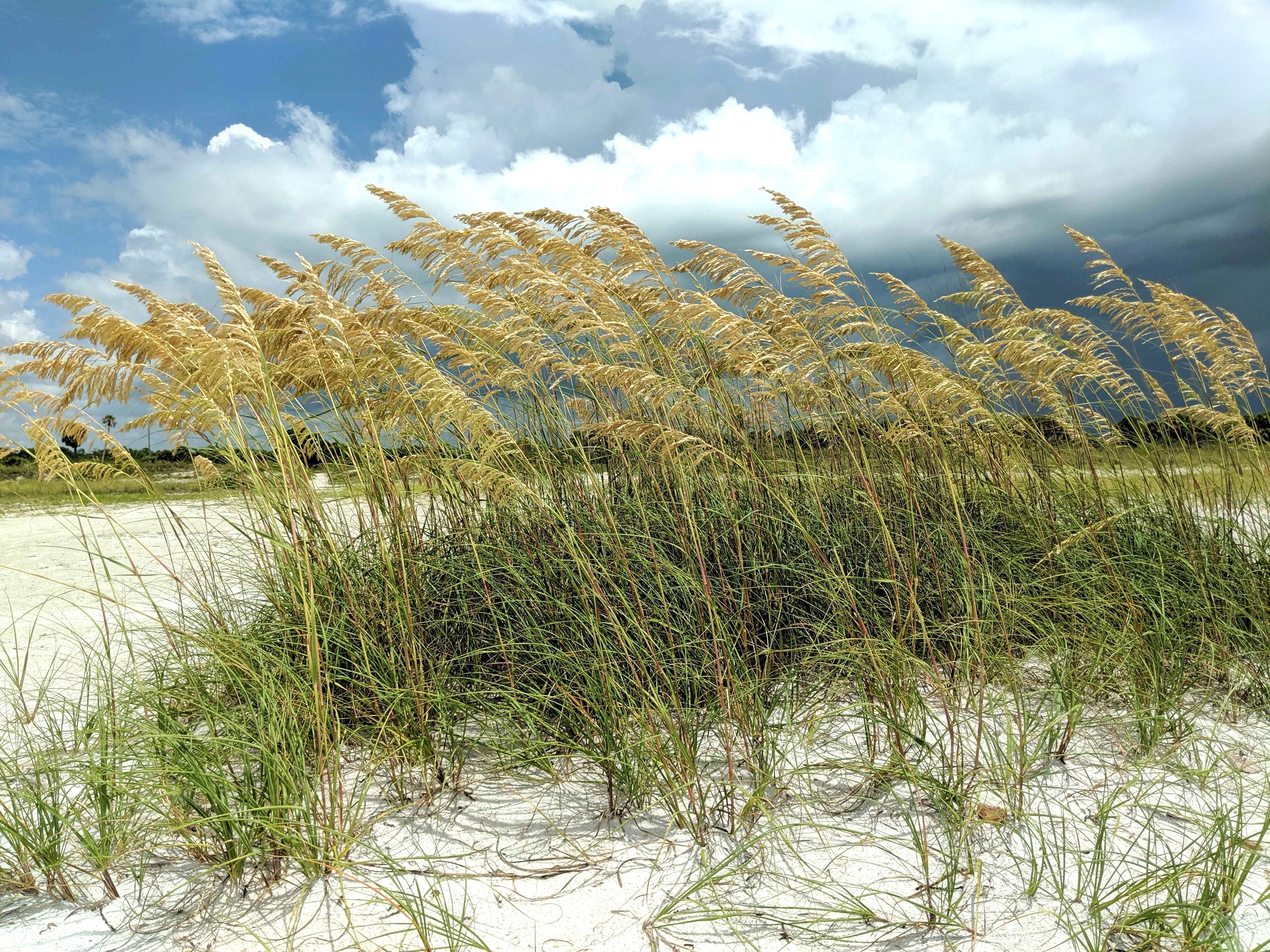 Salt Tolerant Plants