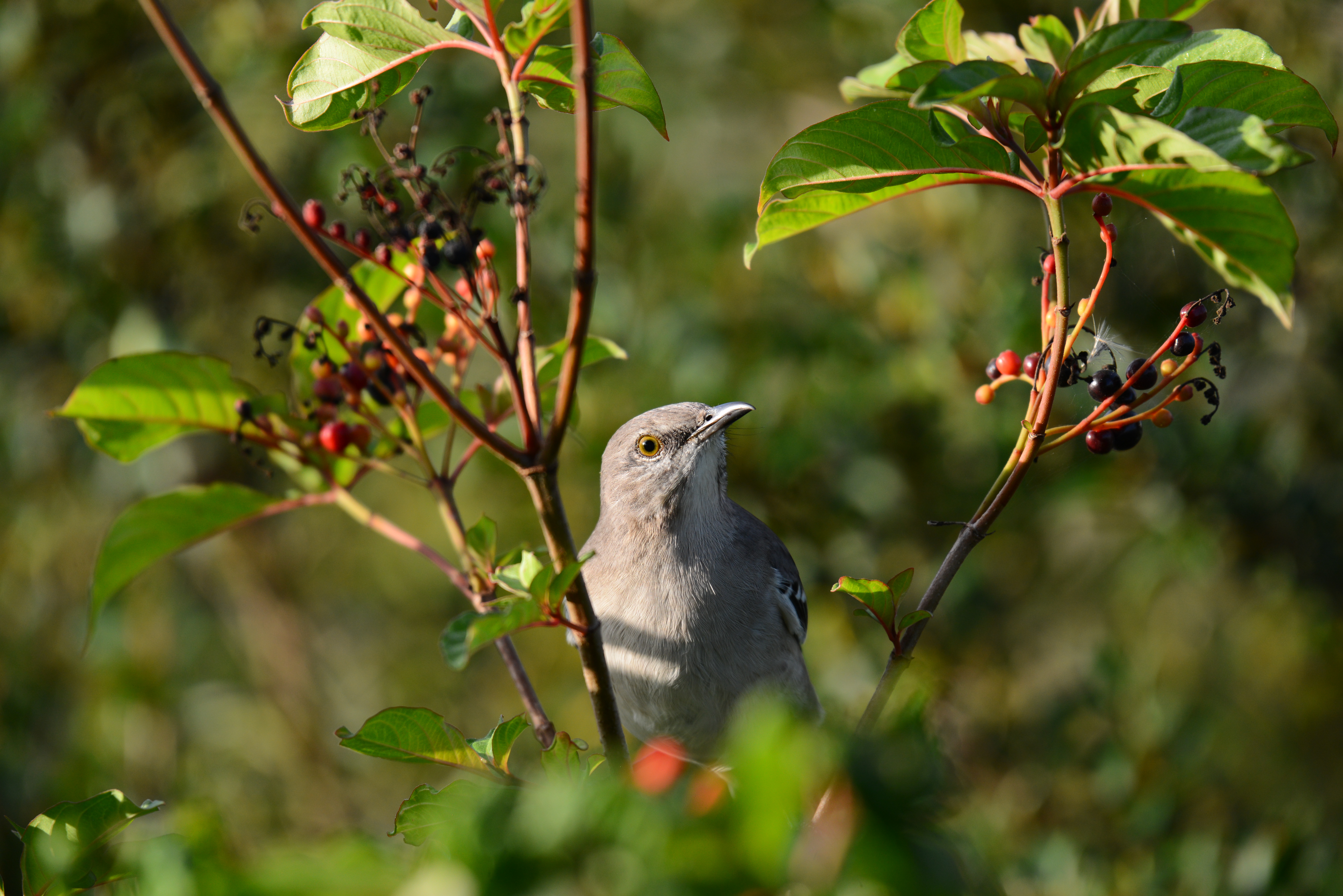 Plants for Birds