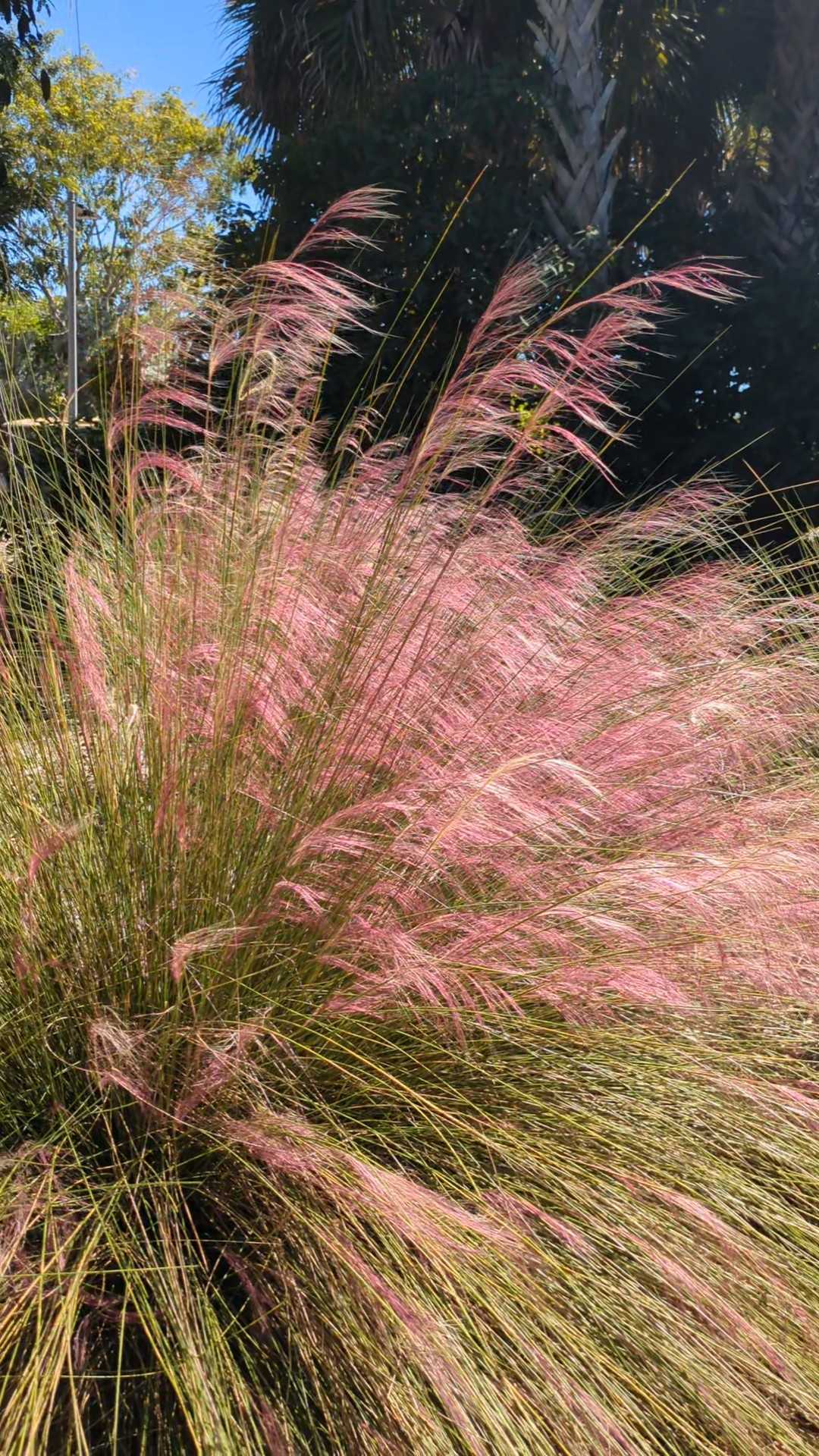 Native Grasses