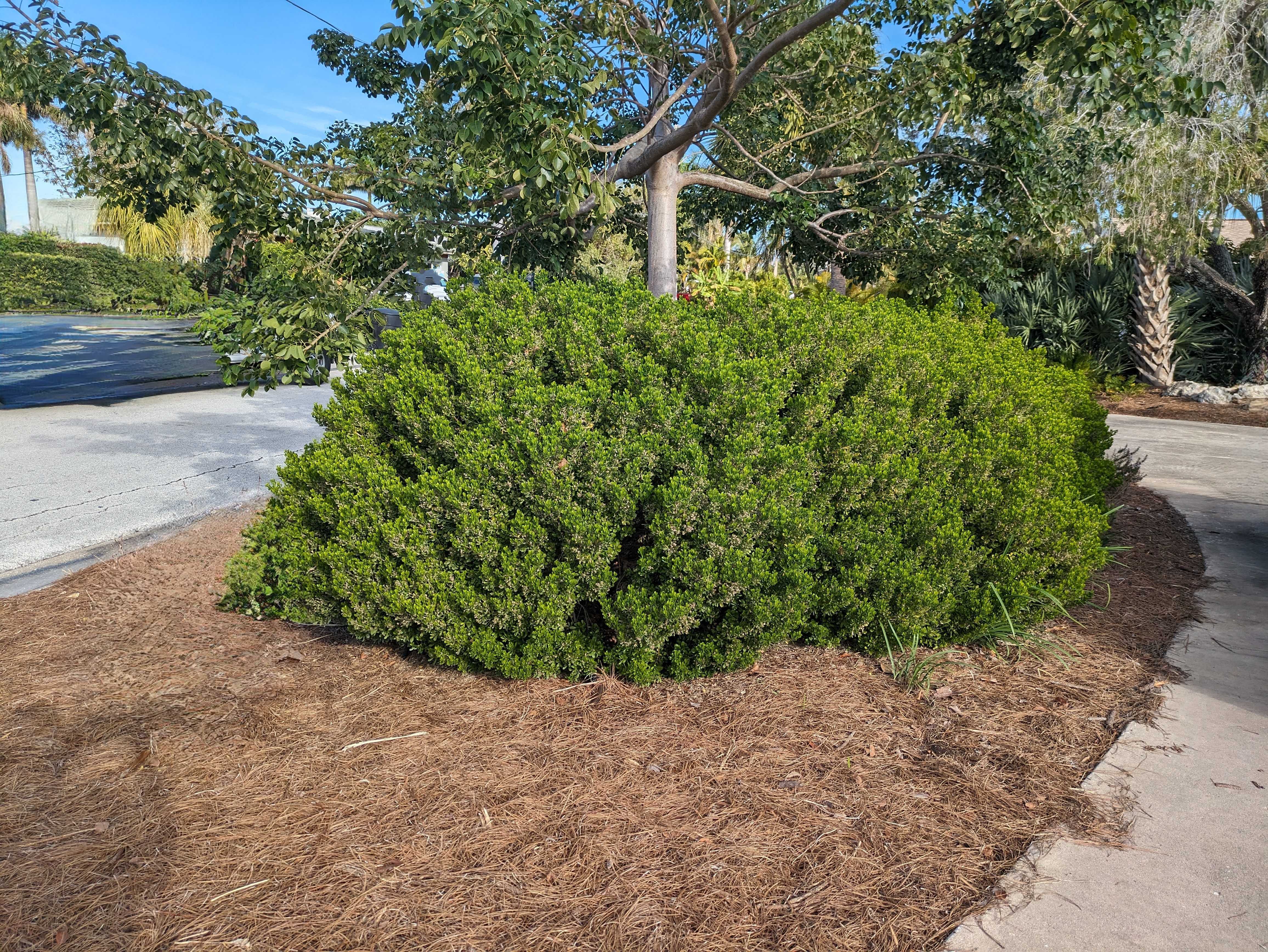 Native Shrubs