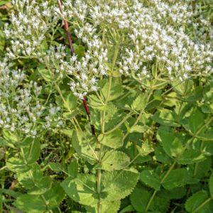 Roundleaf Thoroughwort 1 gal