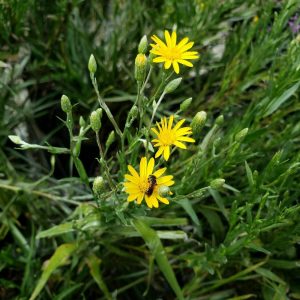 Tracy's Silkgrass 1 gal