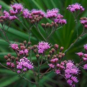 Pineland Purple 1 gal