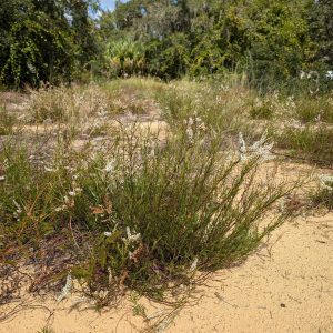 Sandhill Wireweed 1 gal