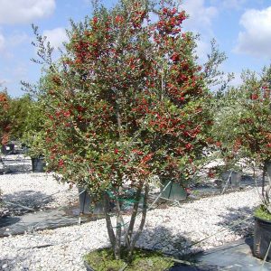 Yaupon Holly