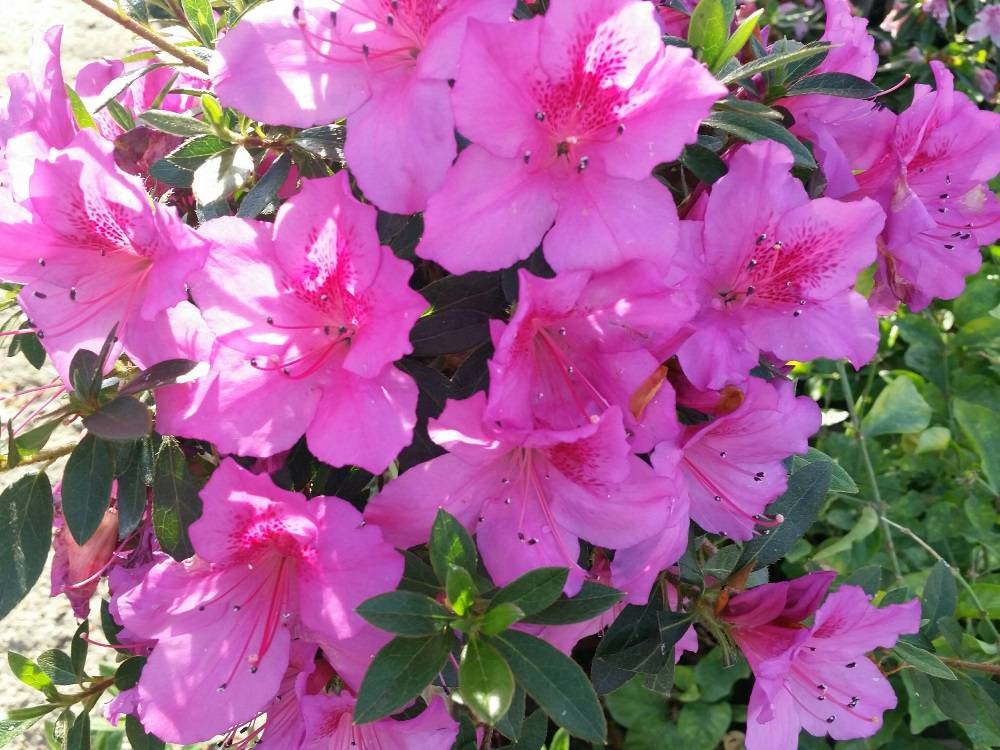 Azalea Variety Lavender Formosa