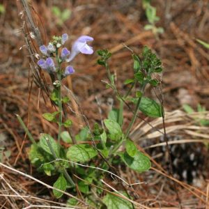 Florida Scrub Skullcap (arenicola)