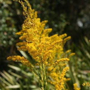Pine Barren Goldenrod (Pinebarren)