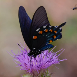 Purple Thistle