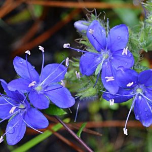 Skyflower (Hyrdolea corymbosum)