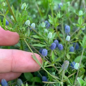 Baldwin's Eryngo (Baldwins eryngium)