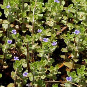 Lemon Bacopa (Blue Waterhyssop)