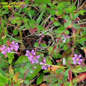 Florida Loosestrife 1g